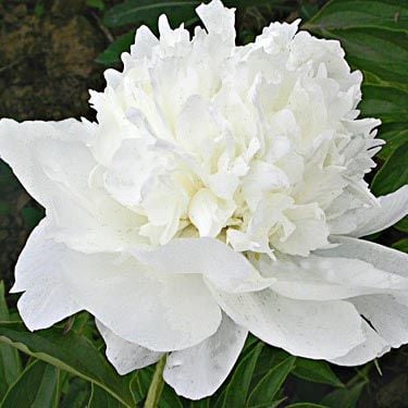 Peony 'White Towers'