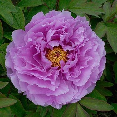 Paeonia suffruticosa 'Kamata Fuji' - Tree Peony