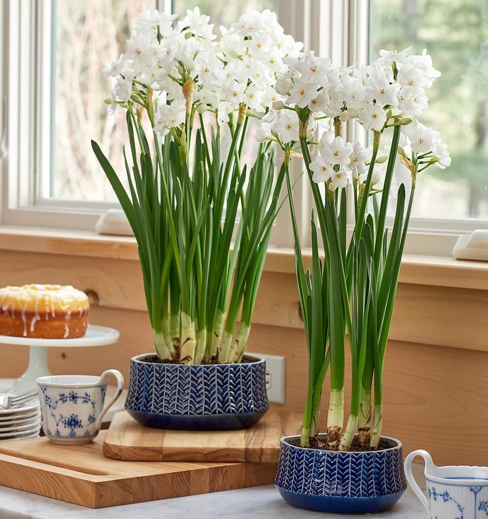New Paperwhites & Bulb Gardens White Flower Farm