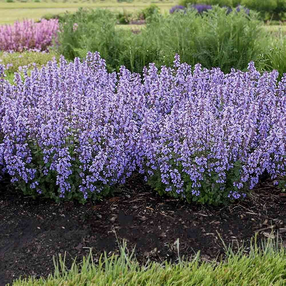 Nepeta yunnanensis