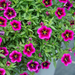  Calibrachoa Cabaret® Good Night Kiss