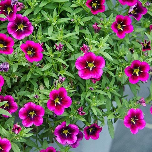 Calibrachoa Cabaret® Good Night Kiss