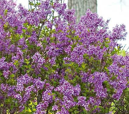 Syringa Bloomerang®