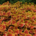  Coleus Trusty Rusty