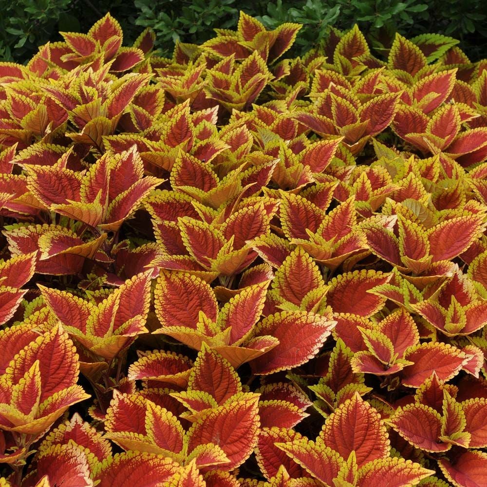 Coleus Trusty Rusty