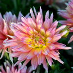  Dahlia 'XXL Sunset'