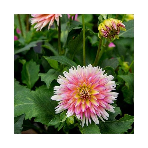 Dahlia 'XXL Sunset' White Flower Farm