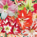  Thirty Wonders of the Amaryllis World