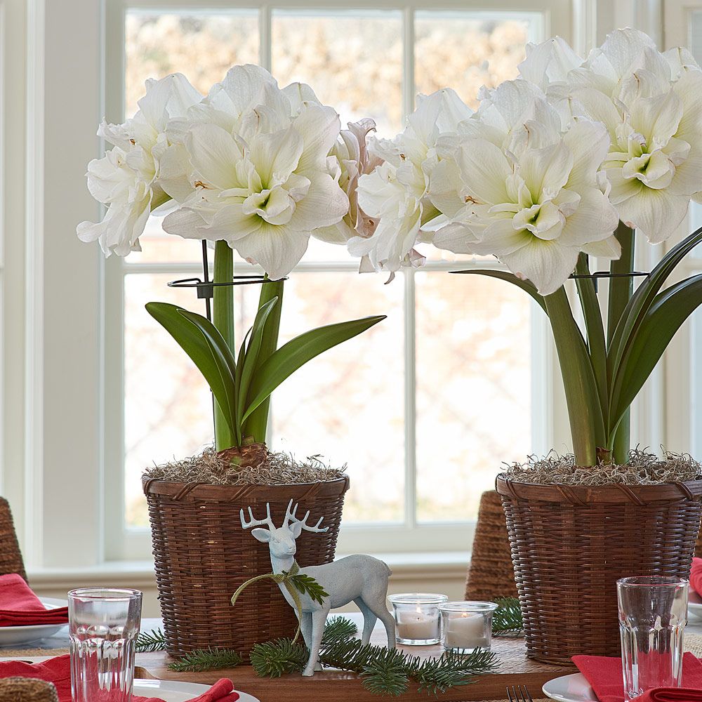 Amaryllis Arctic Nymph | White Flower Farm