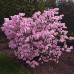  Rhododendron schlippenbachii, Royal Azalea