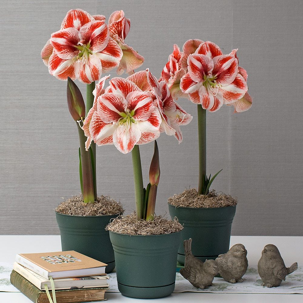 Bicolor Amaryllis to 3 Different Addresses White Flower Farm
