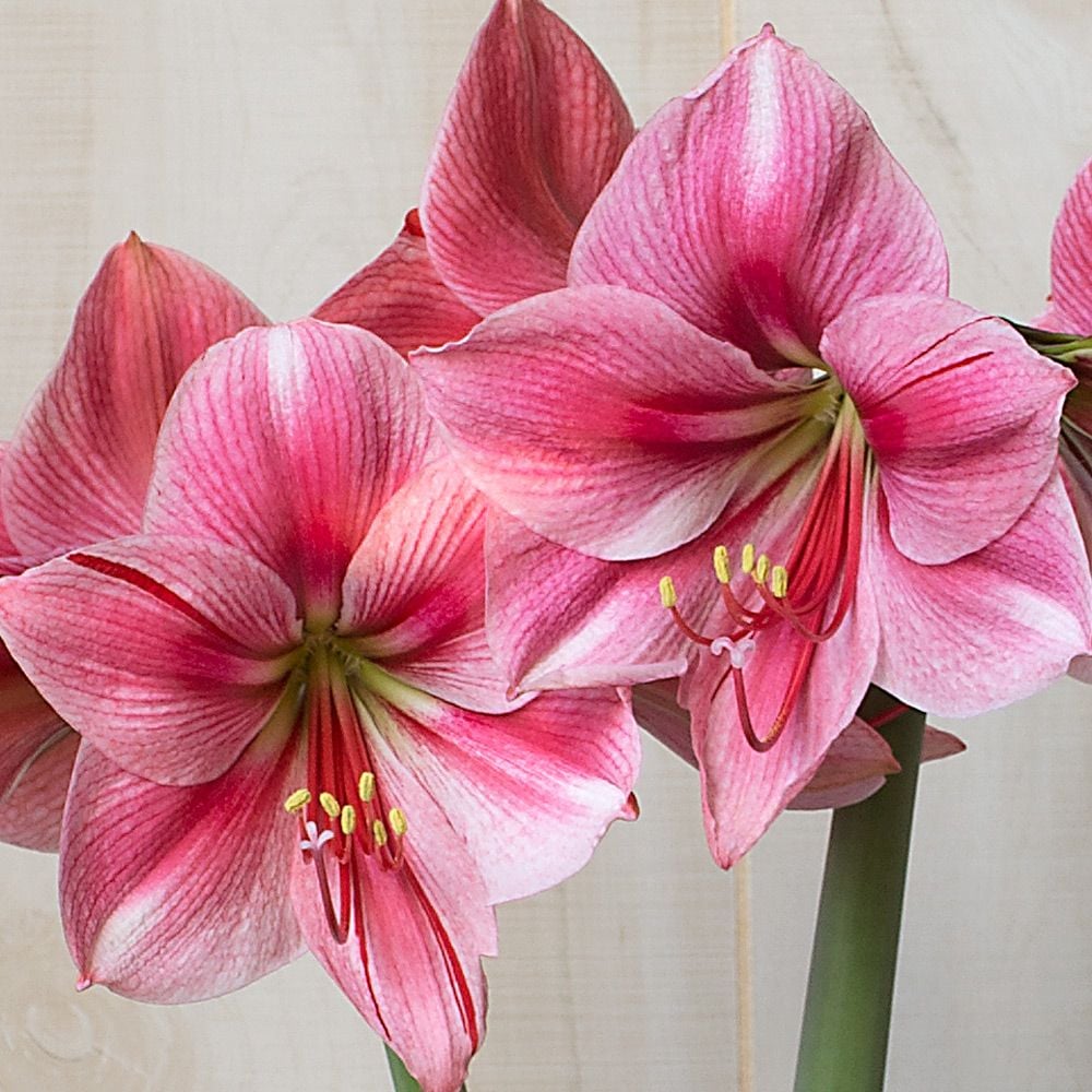 Amaryllis Fantasy White Flower Farm