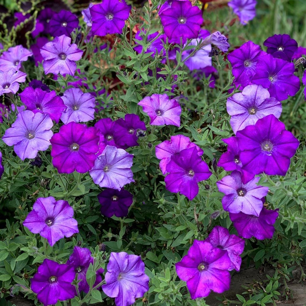 Petunia Shock Wave® Denim