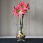 Amaryllis 'Pink Princess'