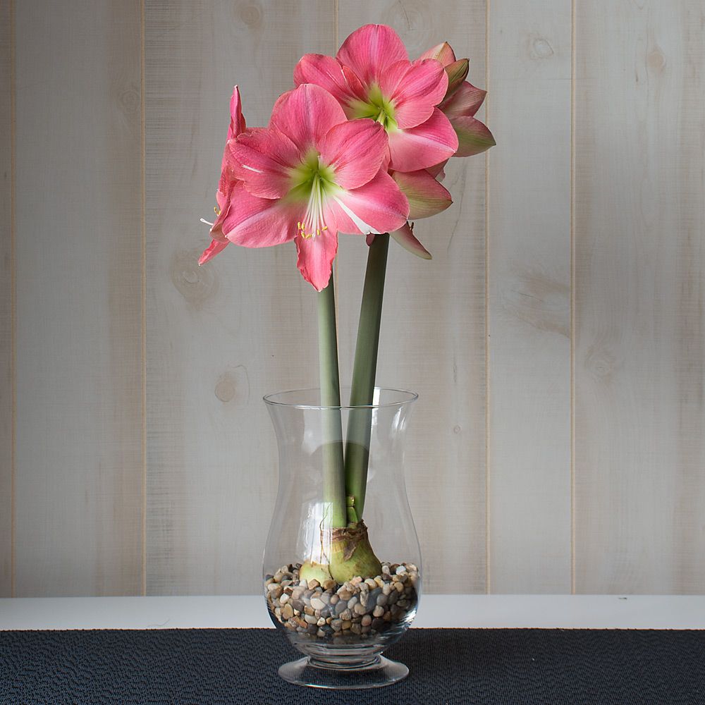 Amaryllis 'Pink Princess'