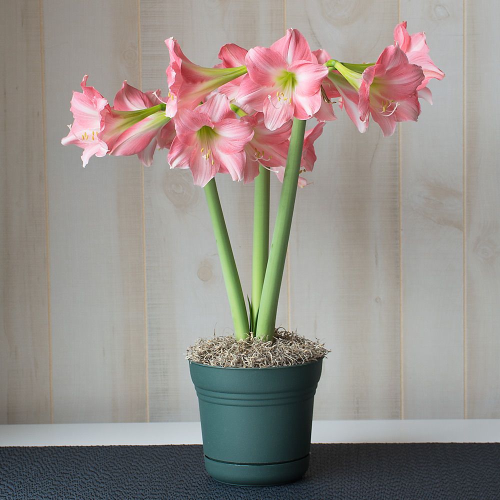 Amaryllis 'Rebecca'