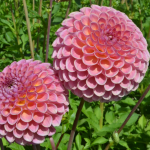  Dahlia 'Jowey Winnie'