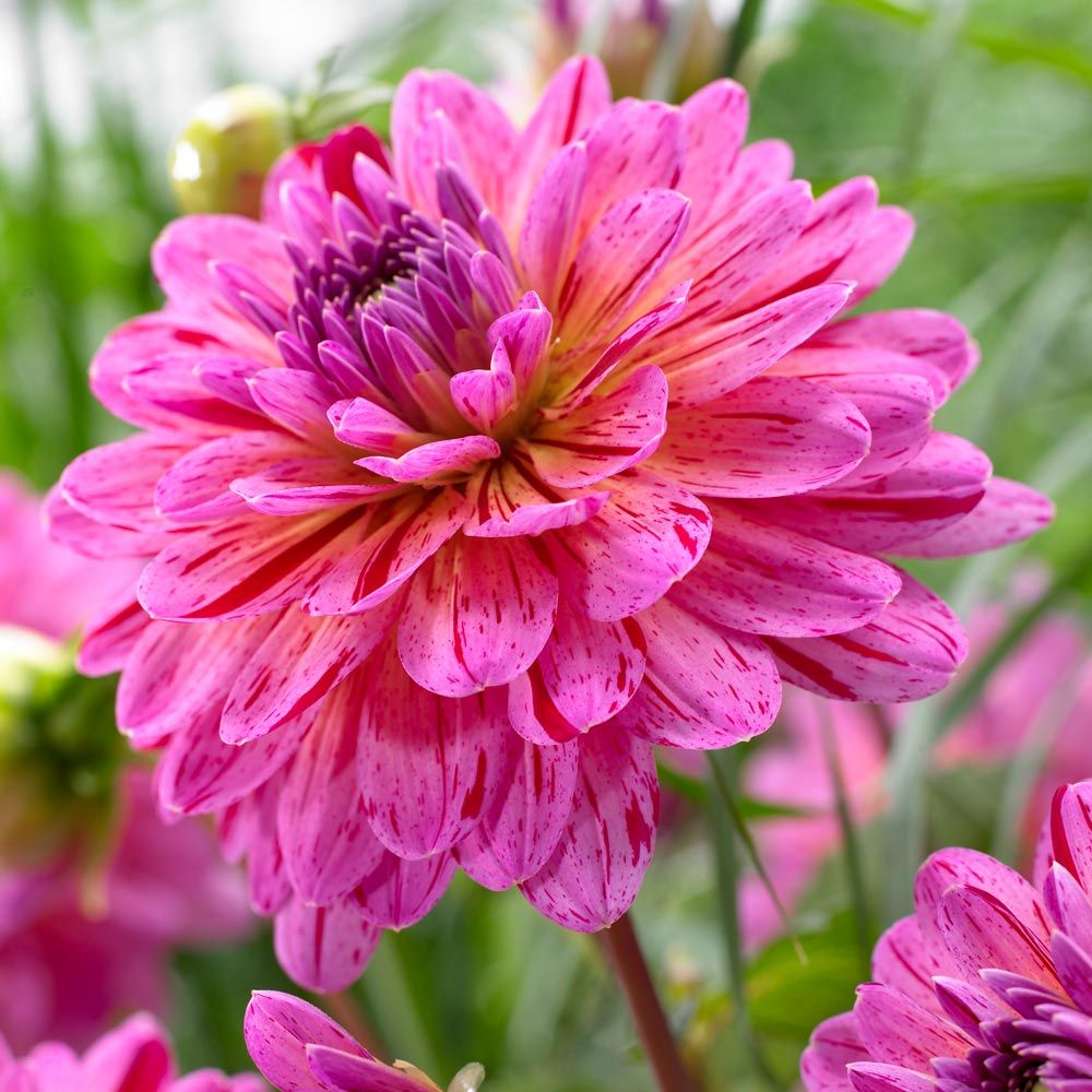 Decorative Dahlias