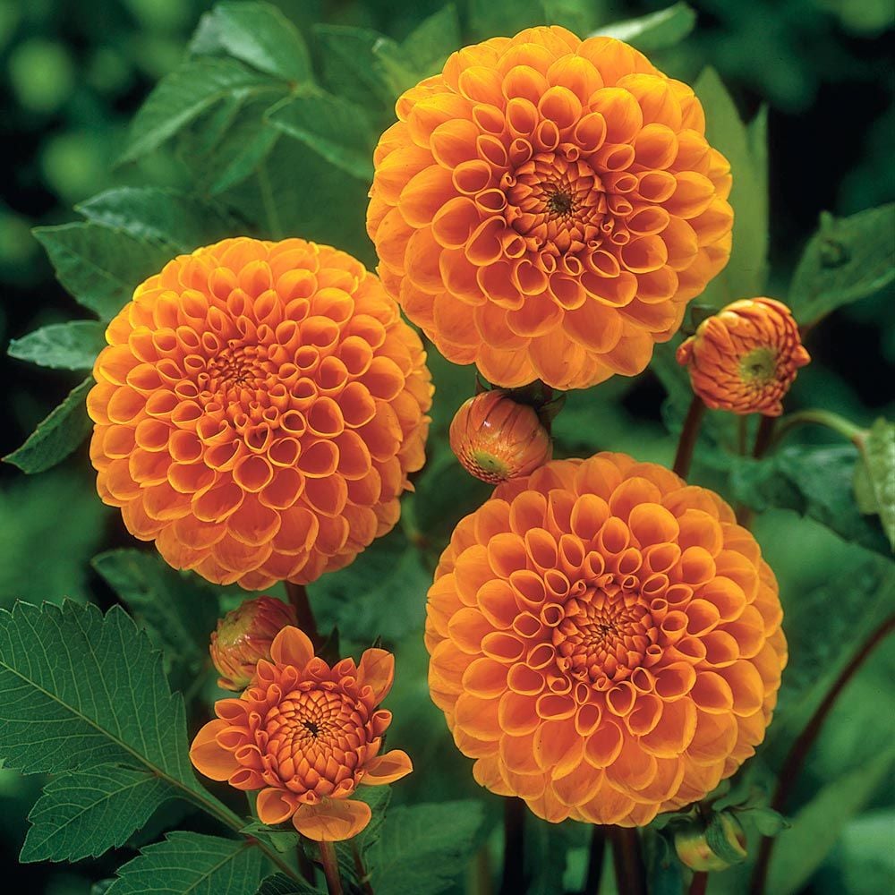 Dahlia 'Sylvia'