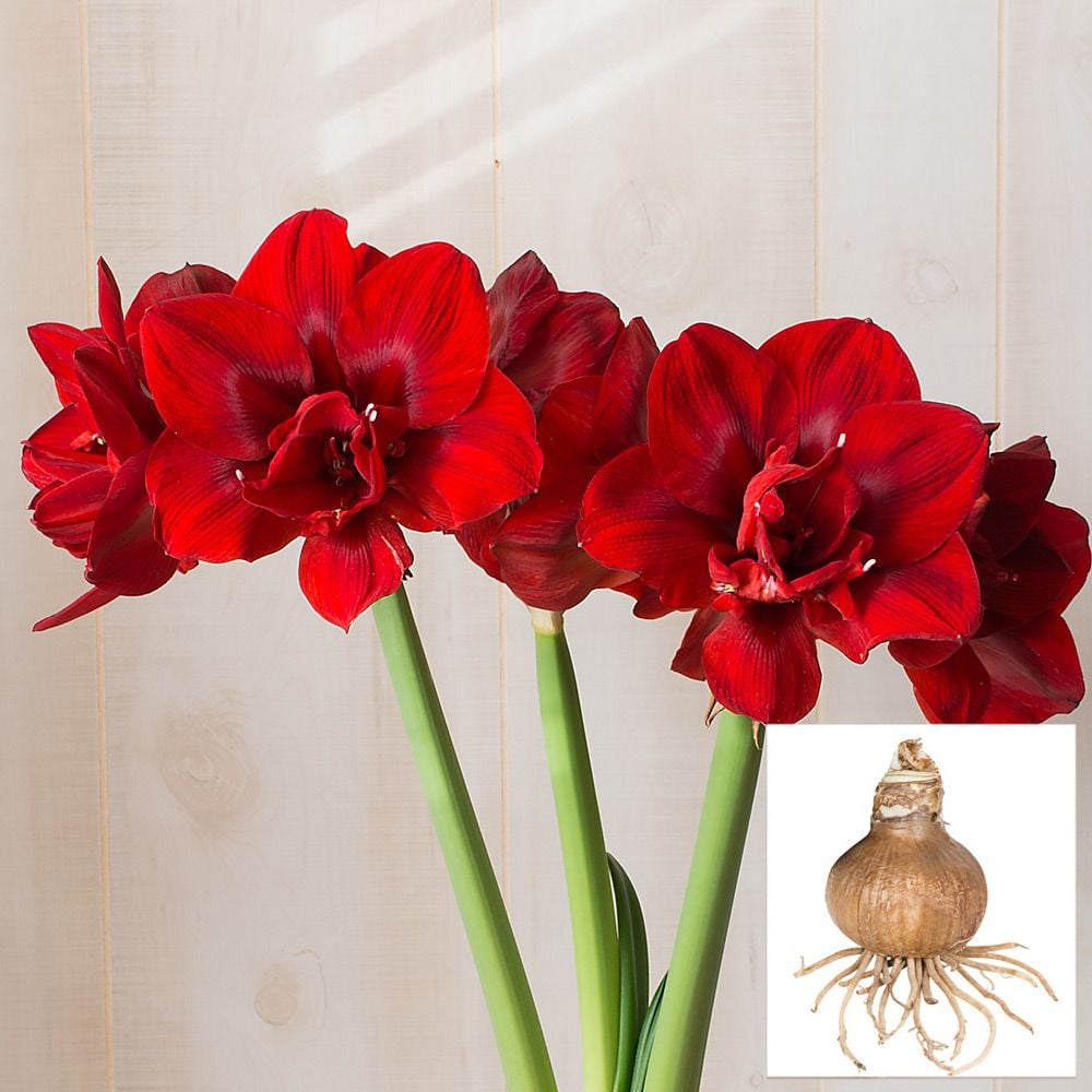 Amaryllis 'Velvet Nymph' | White Flower Farm