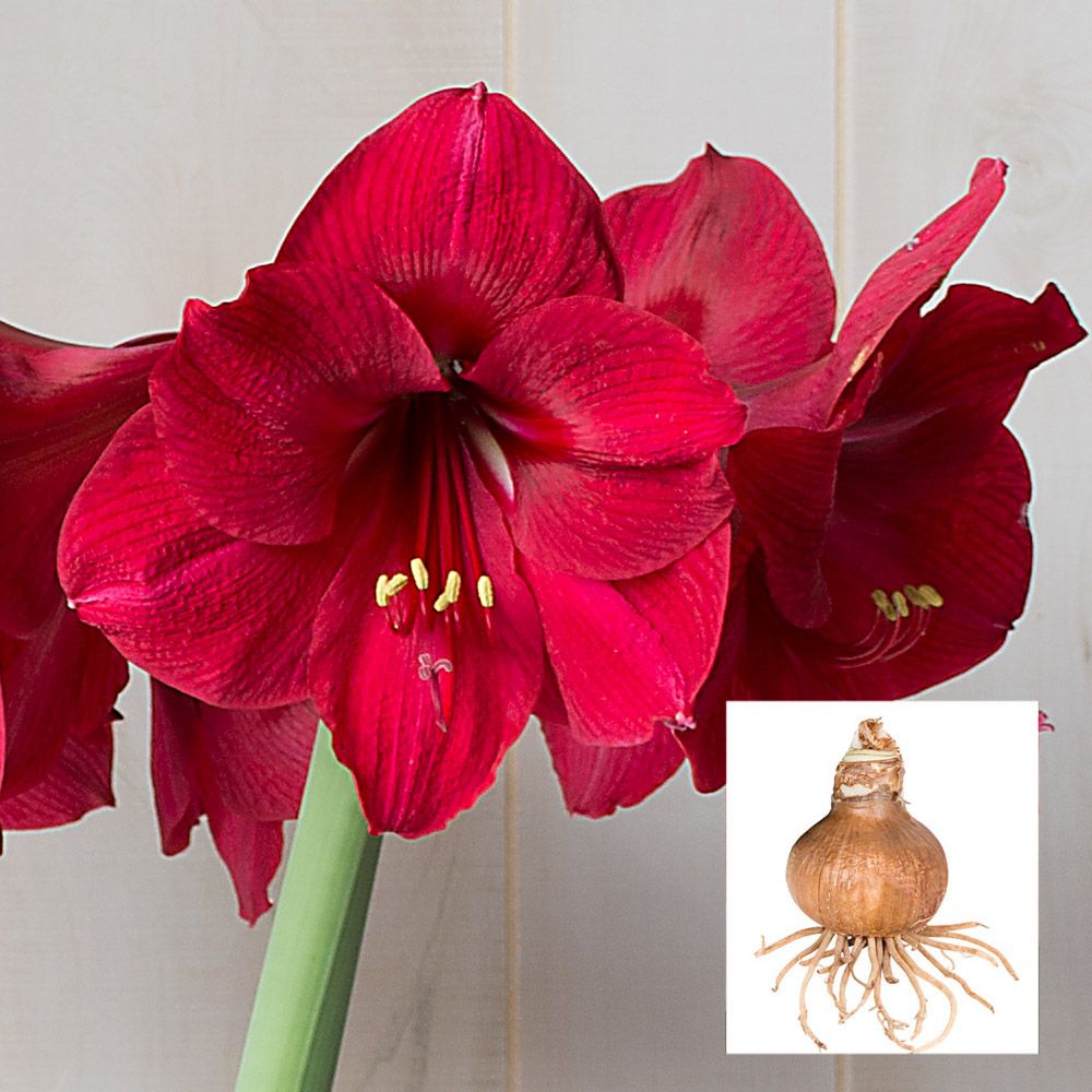 Amaryllis 'Winter Cranberry'