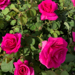  Rose Brindabella™ Purple Prince