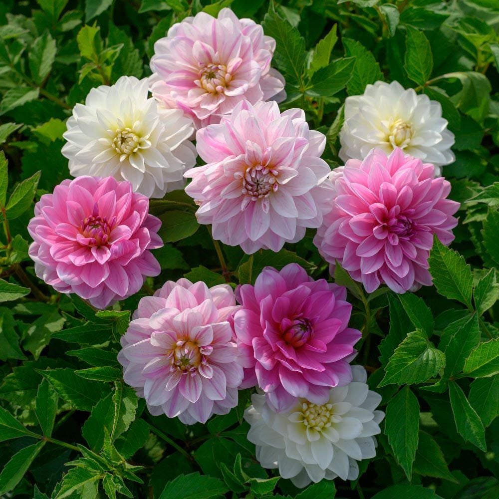 Debutante Dahlia Trio