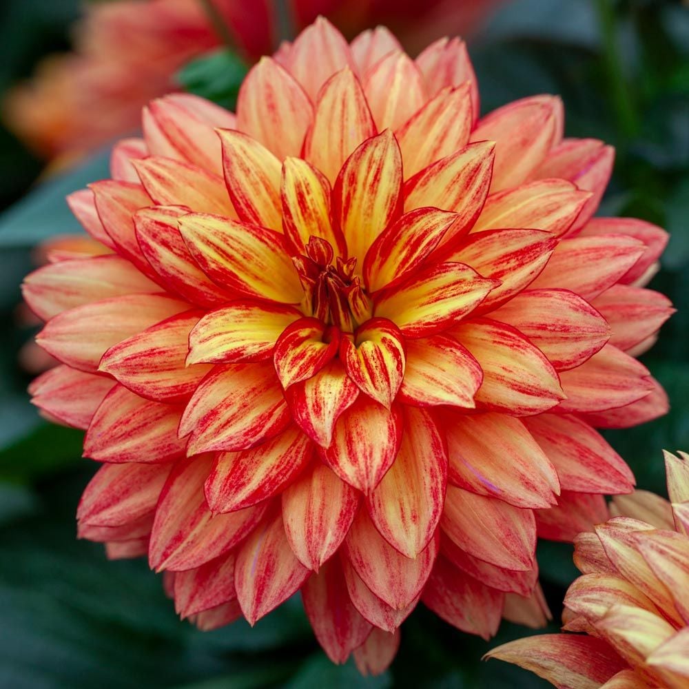 Dahlia 'XXL Tabasco'