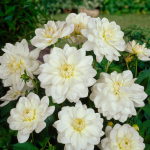  Dahlia 'White Onesta'