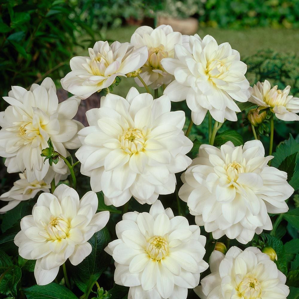 Dahlia 'White Onesta'