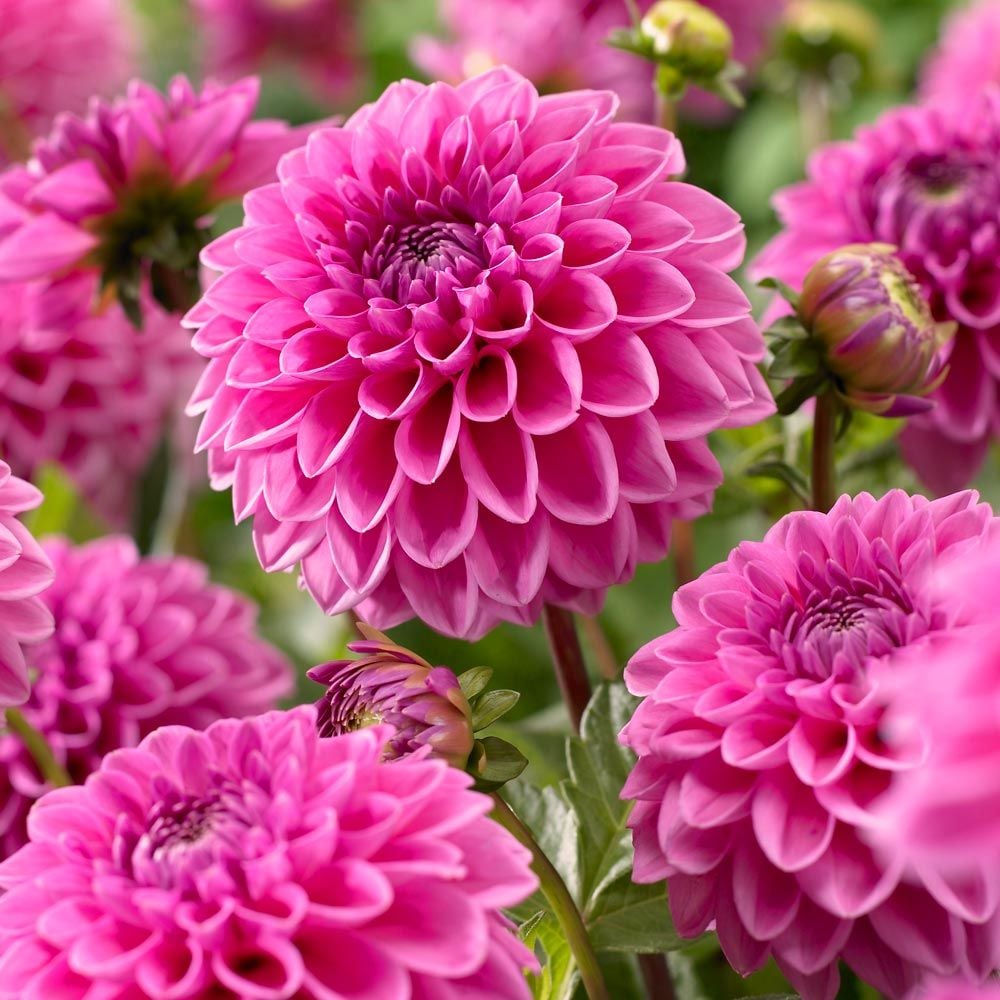 Dahlia 'Pink Sylvia'