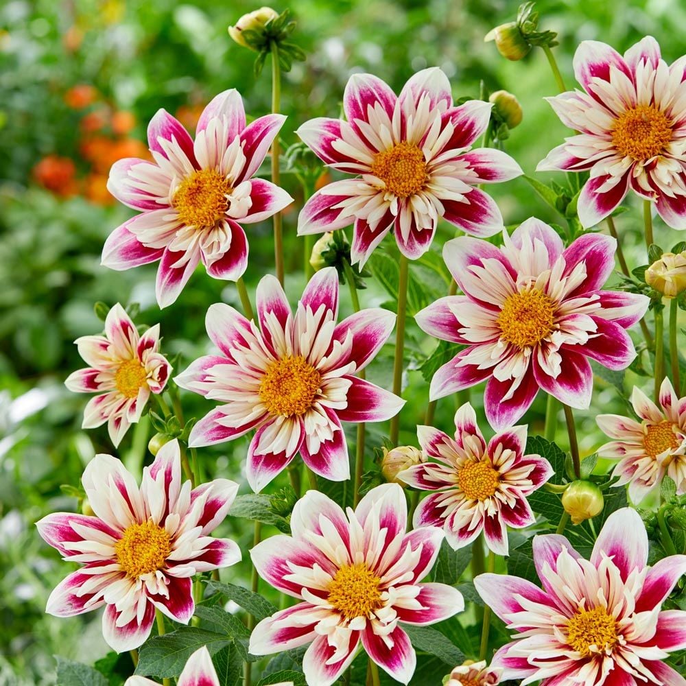 Dahlia 'Fashion Monger'