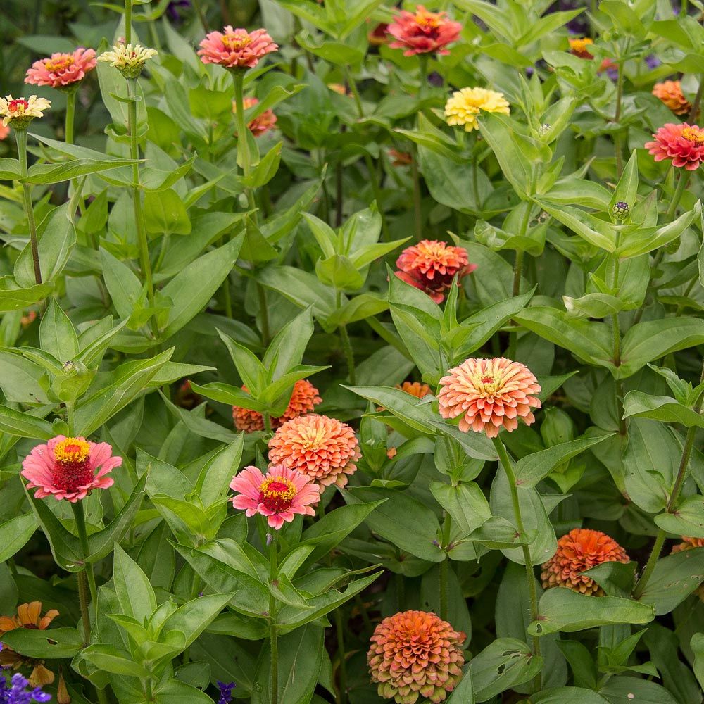 Zinnia elegans 'Queen Lime Orange' White Flower Farm