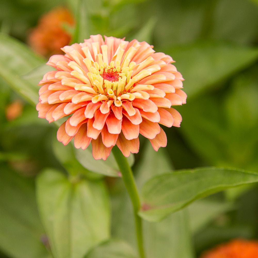 Zinnia elegans 'Queen Lime Orange' White Flower Farm