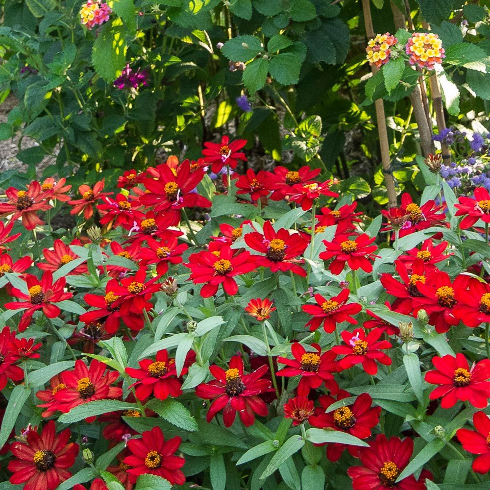 Zinnia 'Profusion Red' White Flower Farm