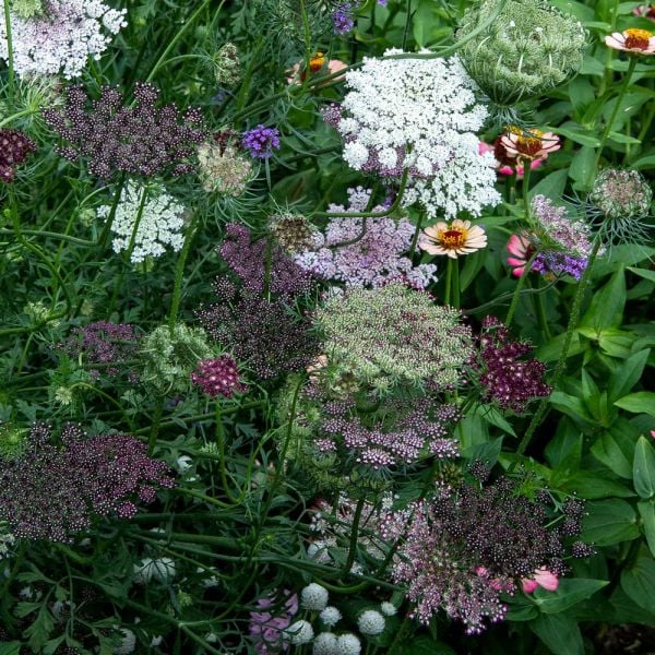 Daucus Carota Dara White Flower Farm