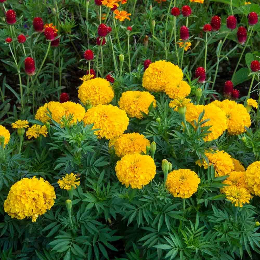 Tagetes erecta 'Big Duck Gold'