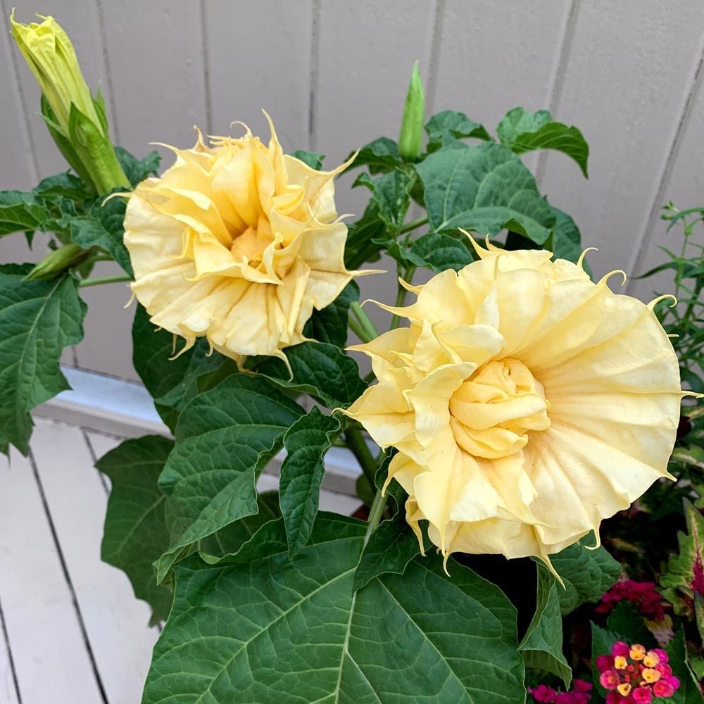 Datura metel ‘Ballerina Yellow’ | White Flower Farm