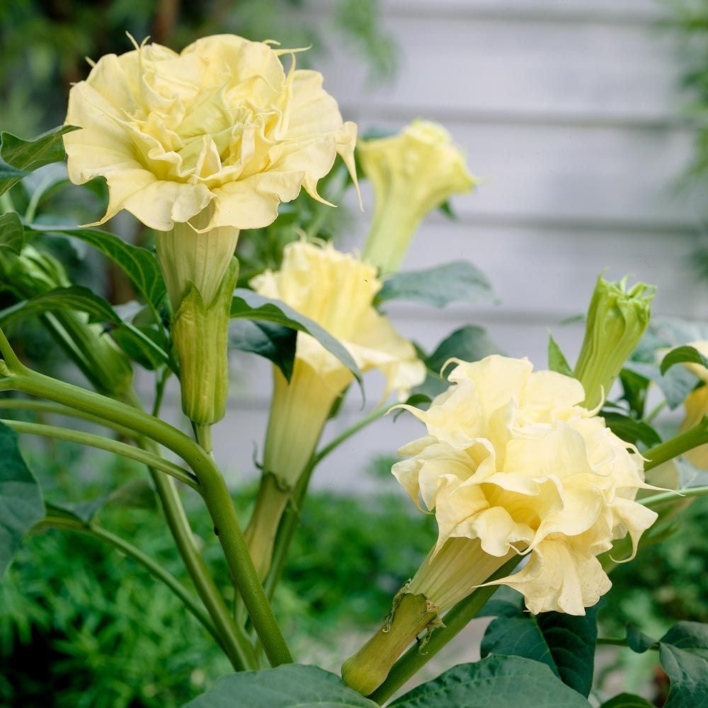 Datura metel 'Ballerina Yellow'