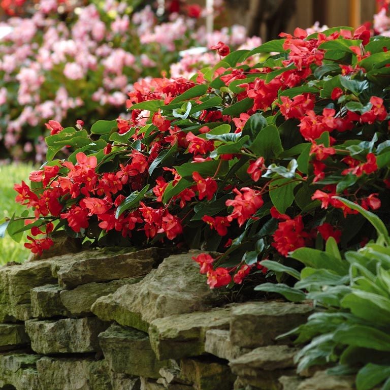 Begonia Dragon Wing® Red