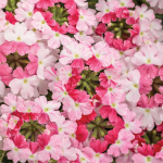  Verbena Superbena® Sparkling Rosé