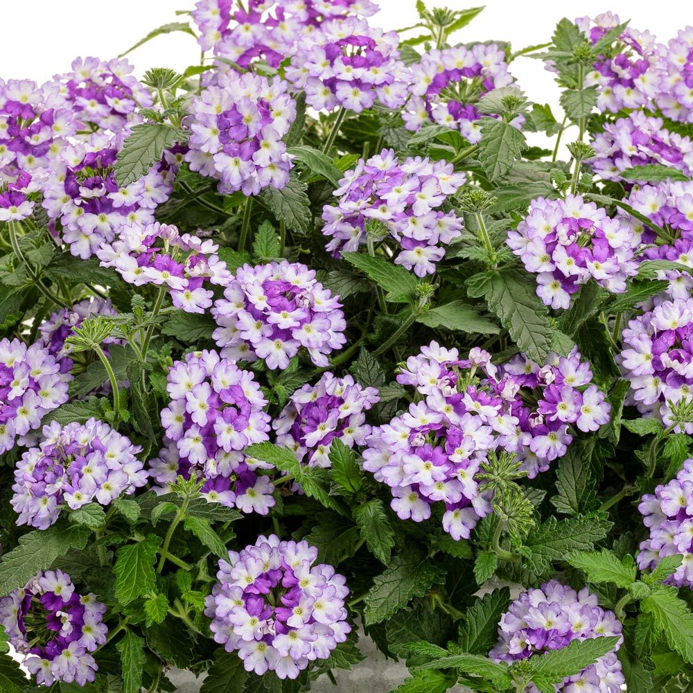 Verbena Superbena Sparkling® Amethyst White Flower Farm