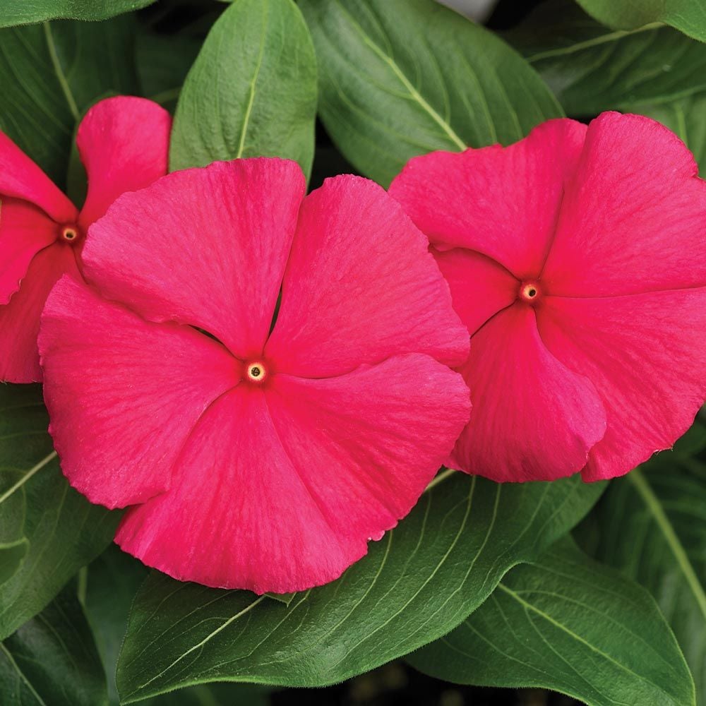 Catharanthus roseus Cora® Punch