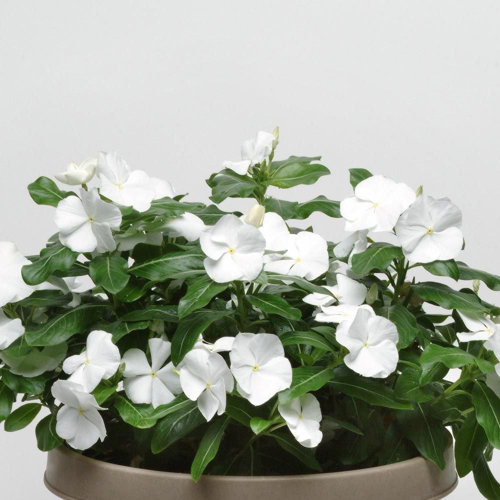 Catharanthus roseus Titan™ Pure White