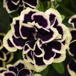  Petunia Midnight Gold