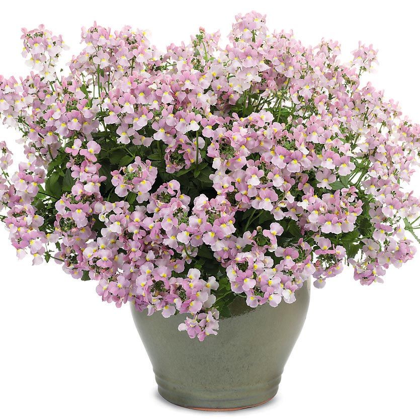 Nemesia fruticans Aromance® Pink White Flower Farm