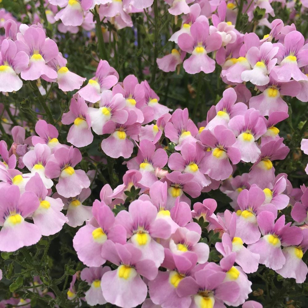 Nemesia fruticans Aromance® Pink