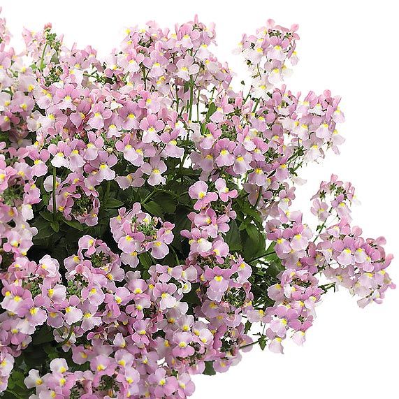 Nemesia fruticans Aromance® Pink White Flower Farm