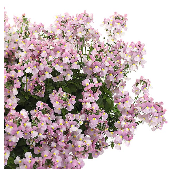 Nemesia Fruticans Aromance Pink White Flower Farm