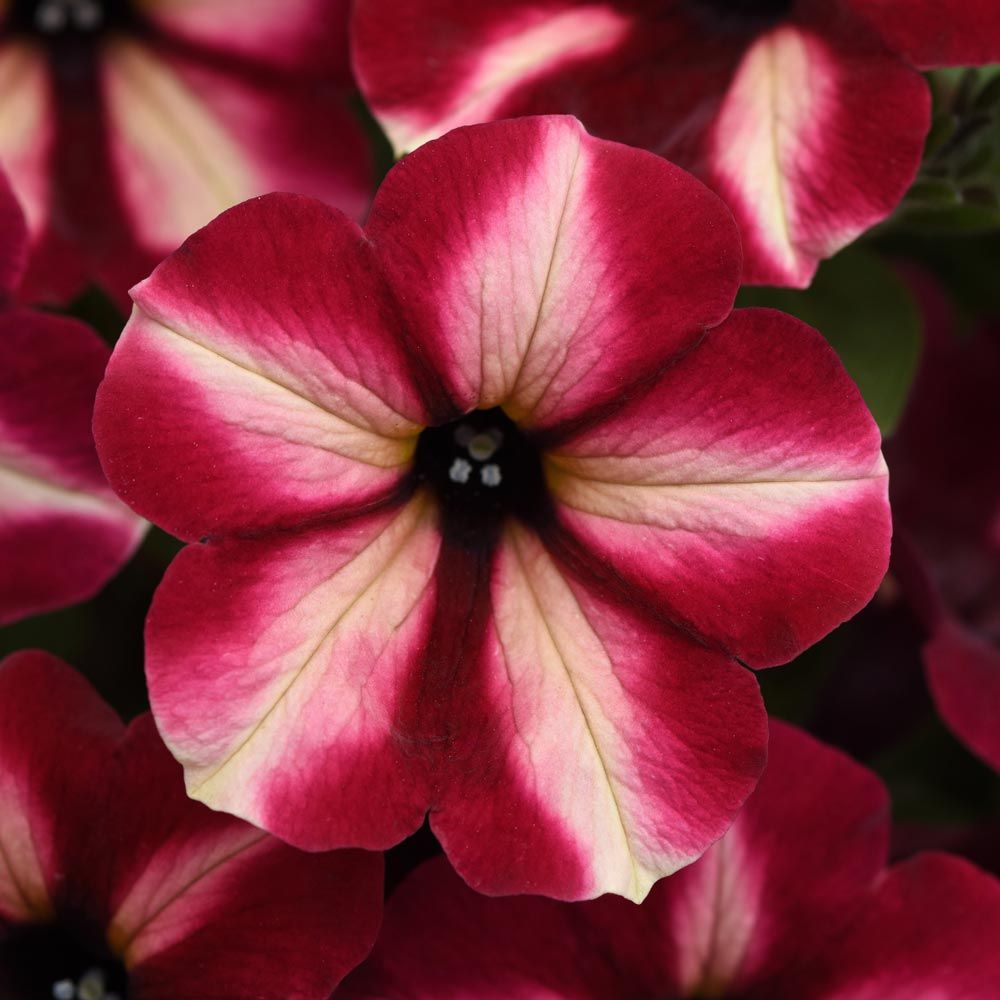 Petunia ColorRush™ Merlot Star